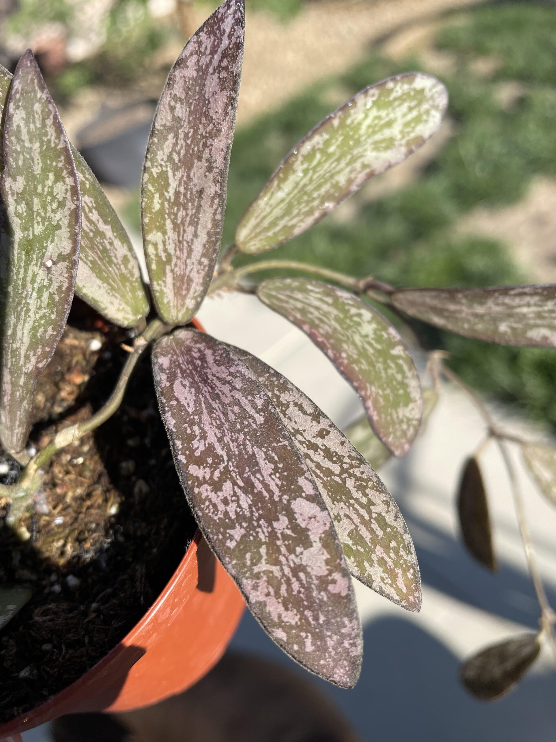 Hoya sigillatis – Image 4