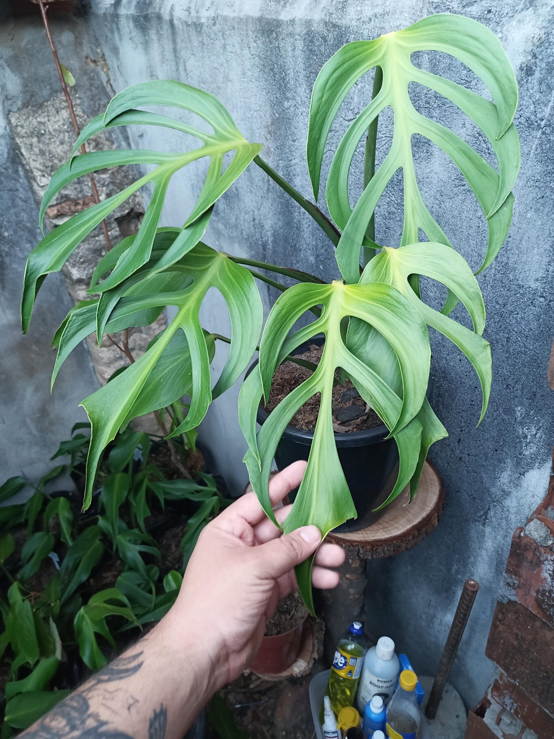 Monstera Burle Marx Flame – Image 3