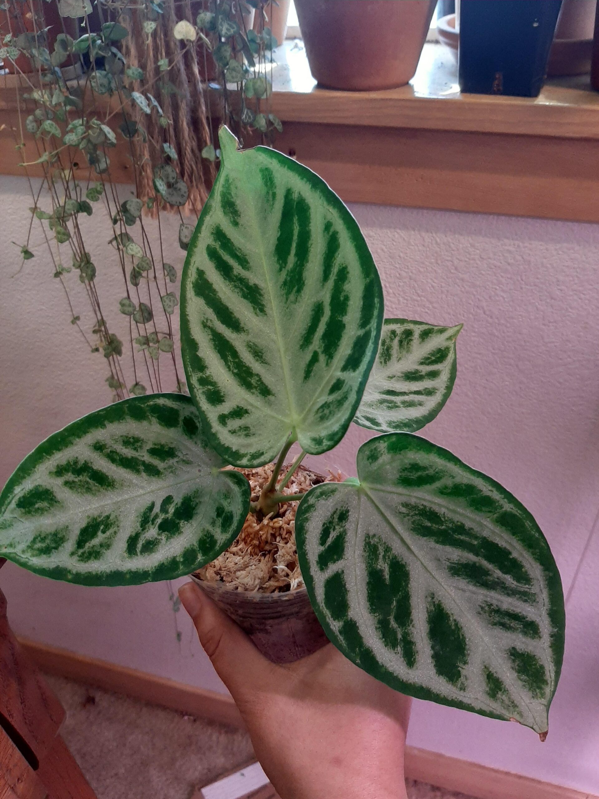 Anthurium crystallinum Dorayaki – Image 4