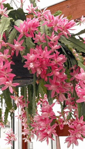 could-anyone-id-this-epiphyllum-v0-a3wo8sd7d4ed1