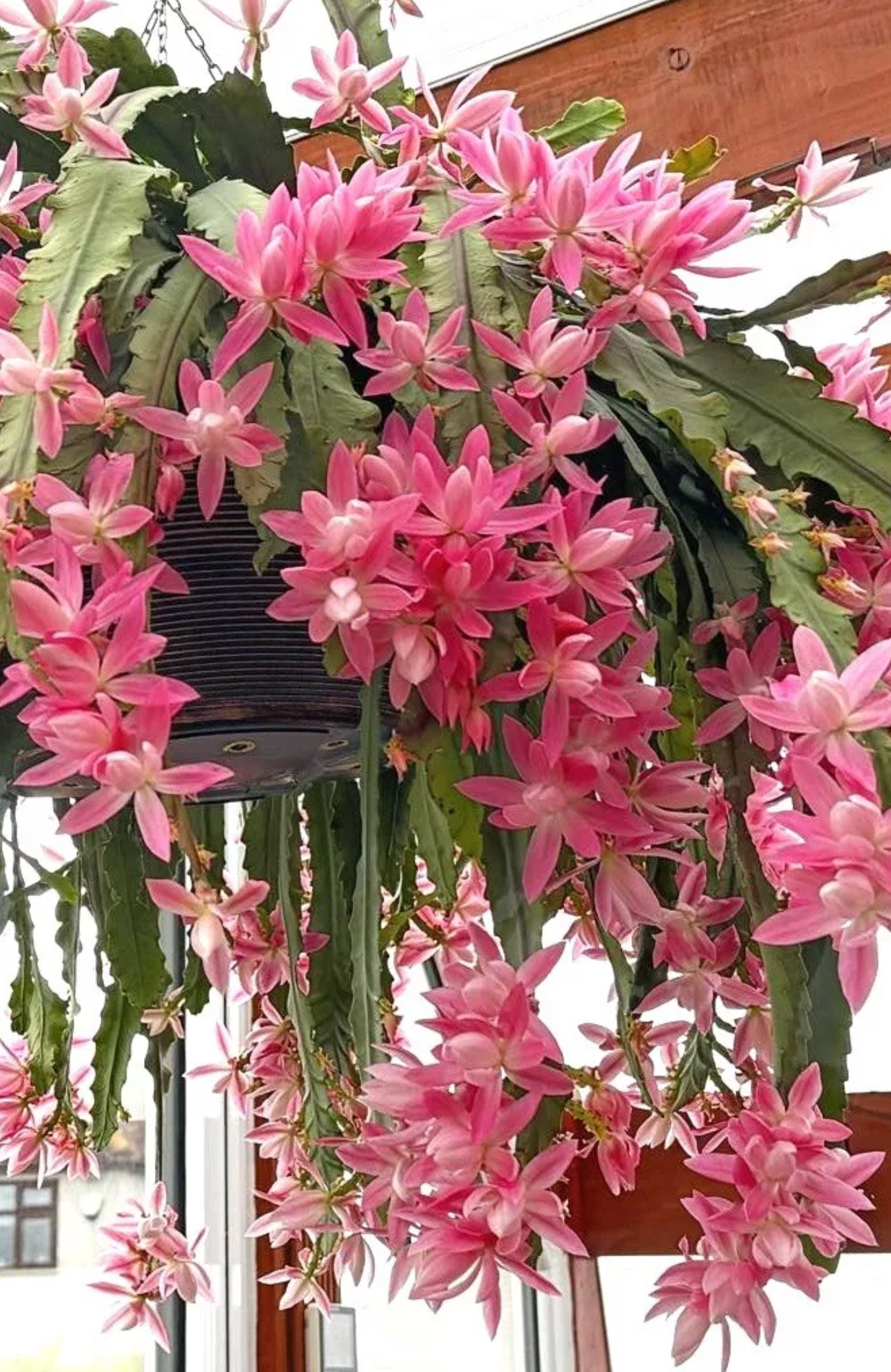 Epiphyllum Amstel – Image 2