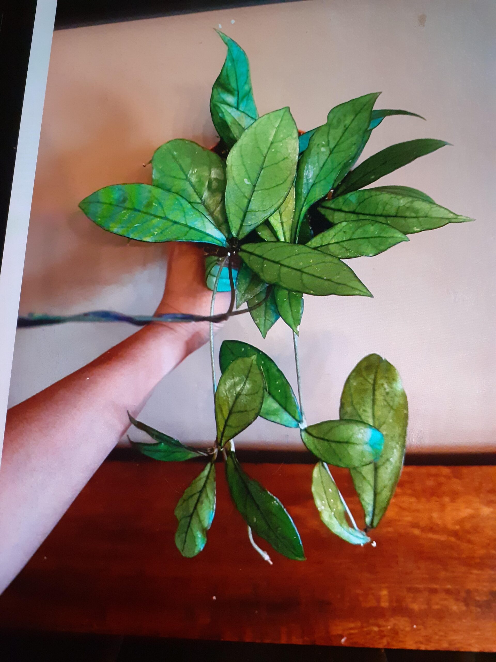 Hoya Crassipetiolata – Image 3