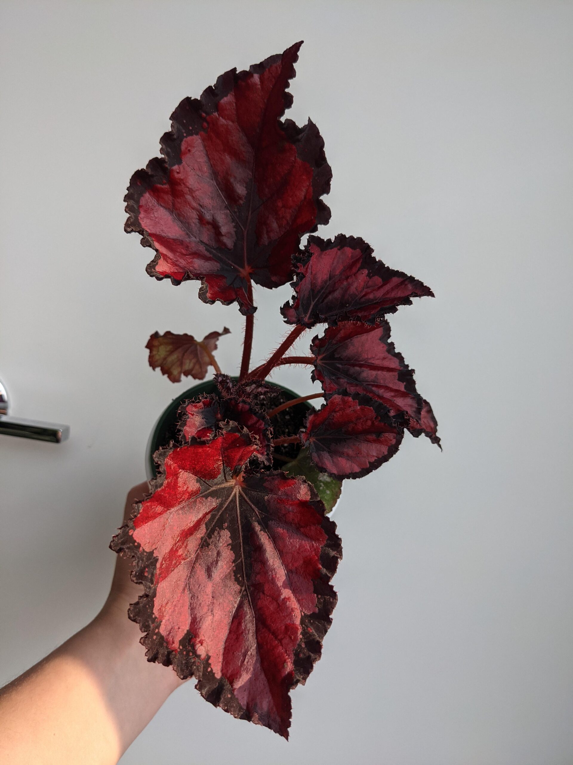 Begonia Magic Colours Red Kiss – Image 5