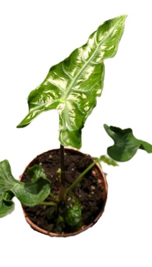 Alocasia Teletubbies