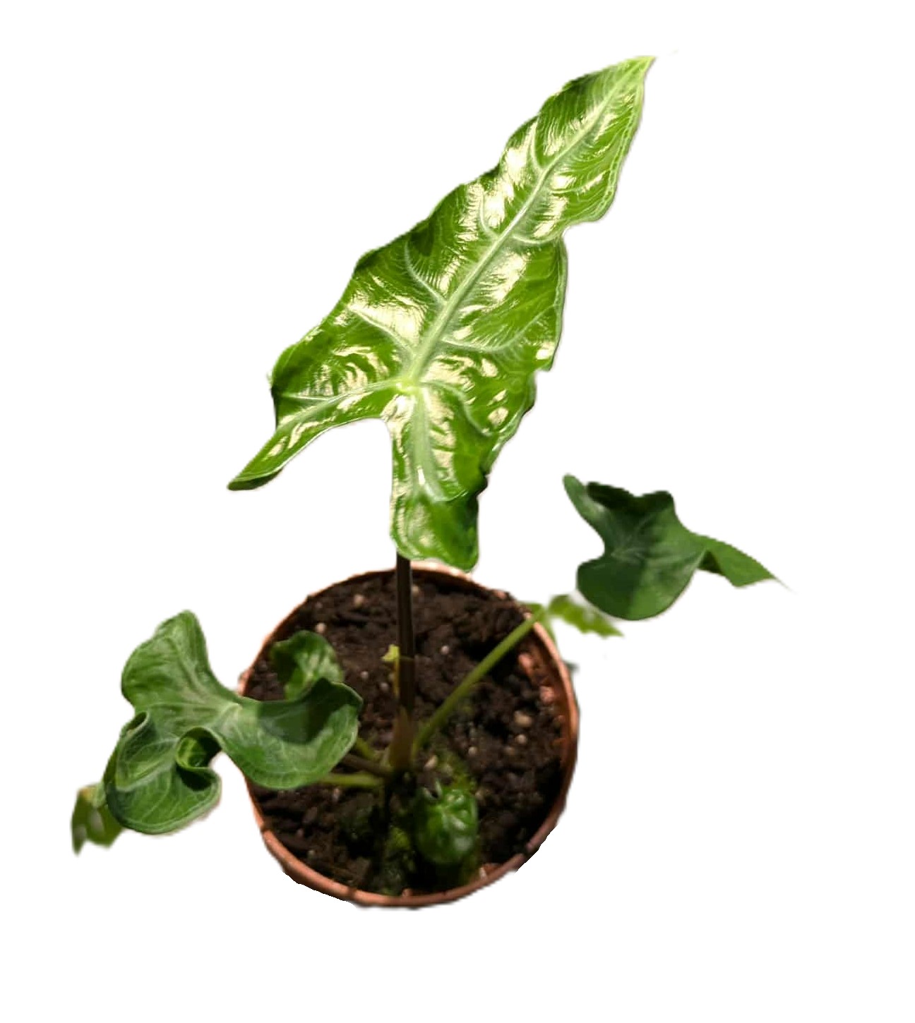 Alocasia Teletubbies