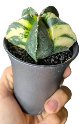 Astrophytum myriostigma variegata