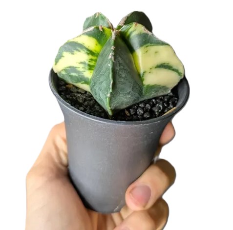 Astrophytum myriostigma variegata