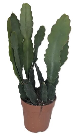 Epiphyllum Sarah Courant