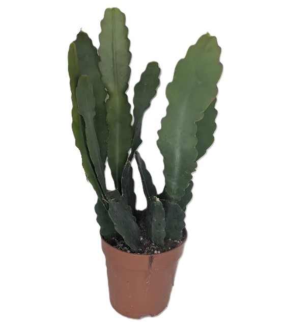 Epiphyllum Sarah Courant