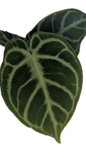 Anthurium crystallinum Dorayaki