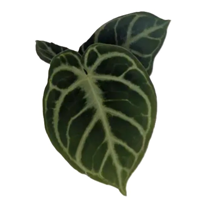 Anthurium crystallinum Dorayaki