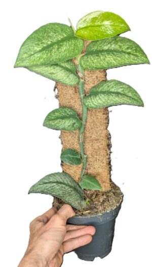 Rhaphidophora honkongensis Variegata