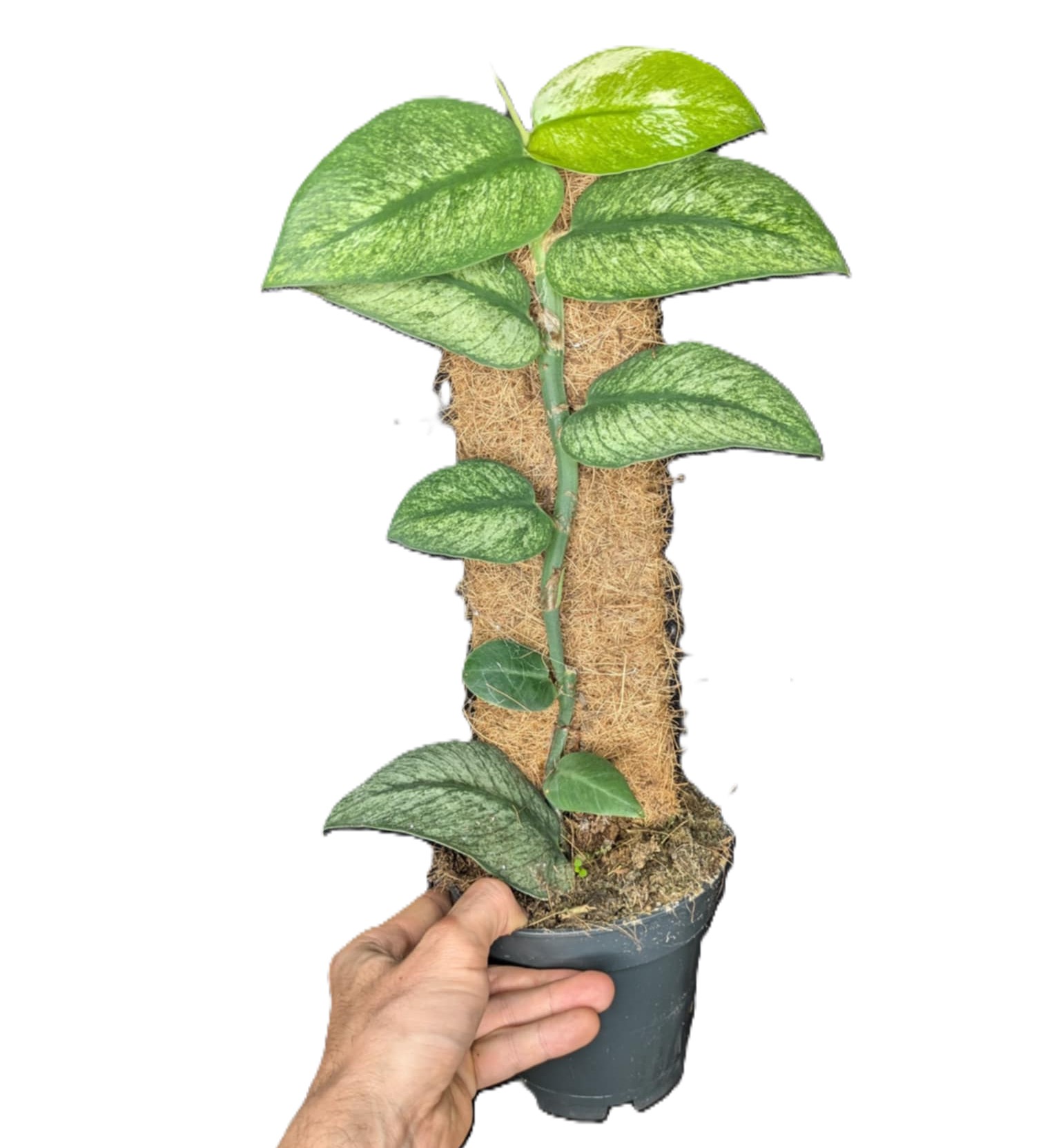 Rhaphidophora honkongensis Variegata