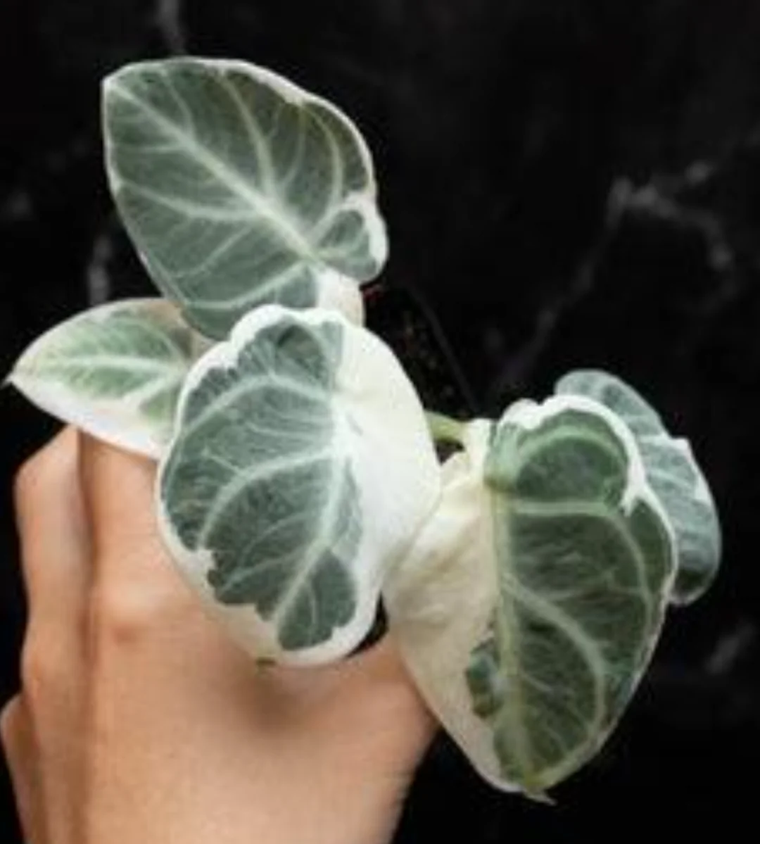 Alocasia Ninja Variegata – Image 3