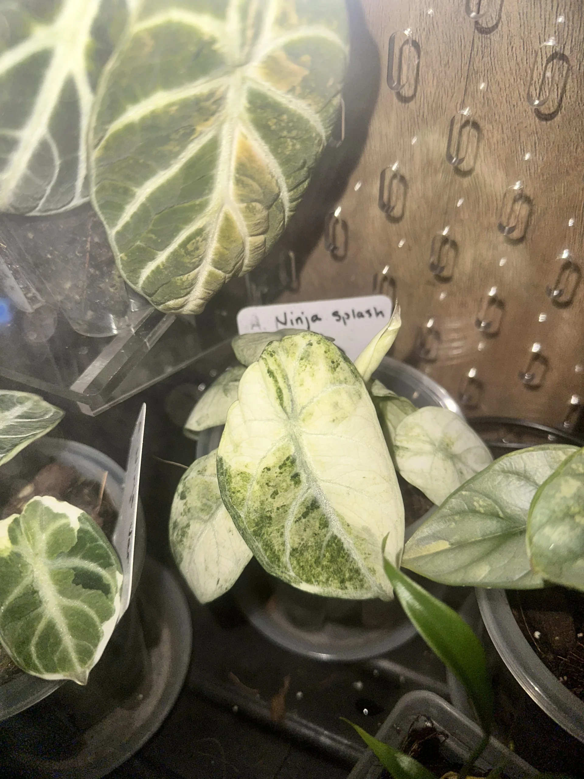 Alocasia Ninja Tricolor – Image 3