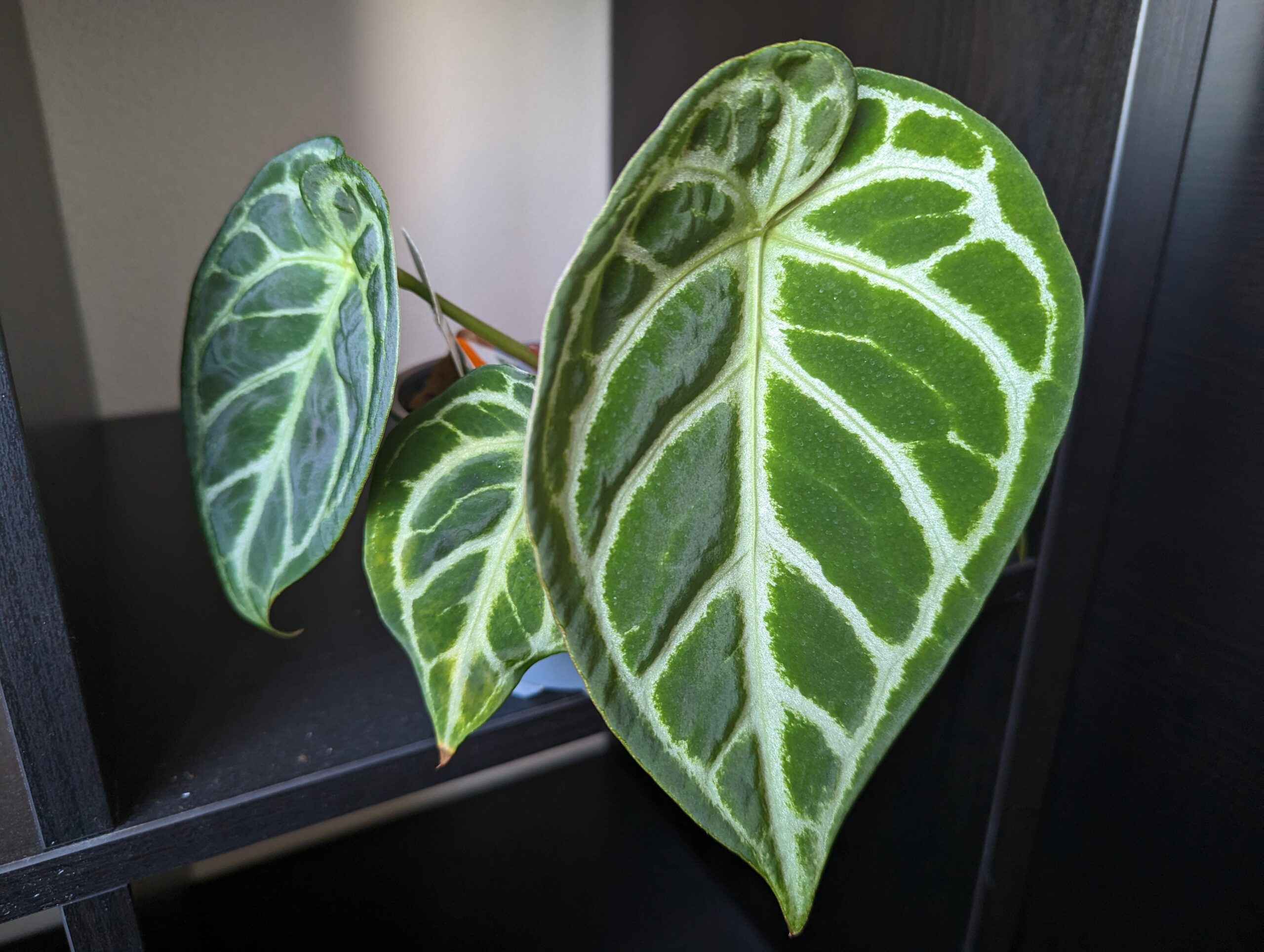 Anthurium crystallinum Dorayaki – Image 5