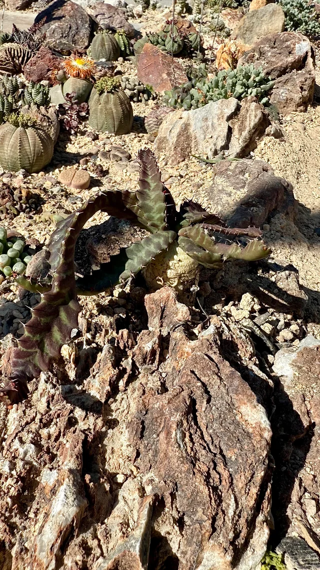 Euphorbia stellata – Image 7