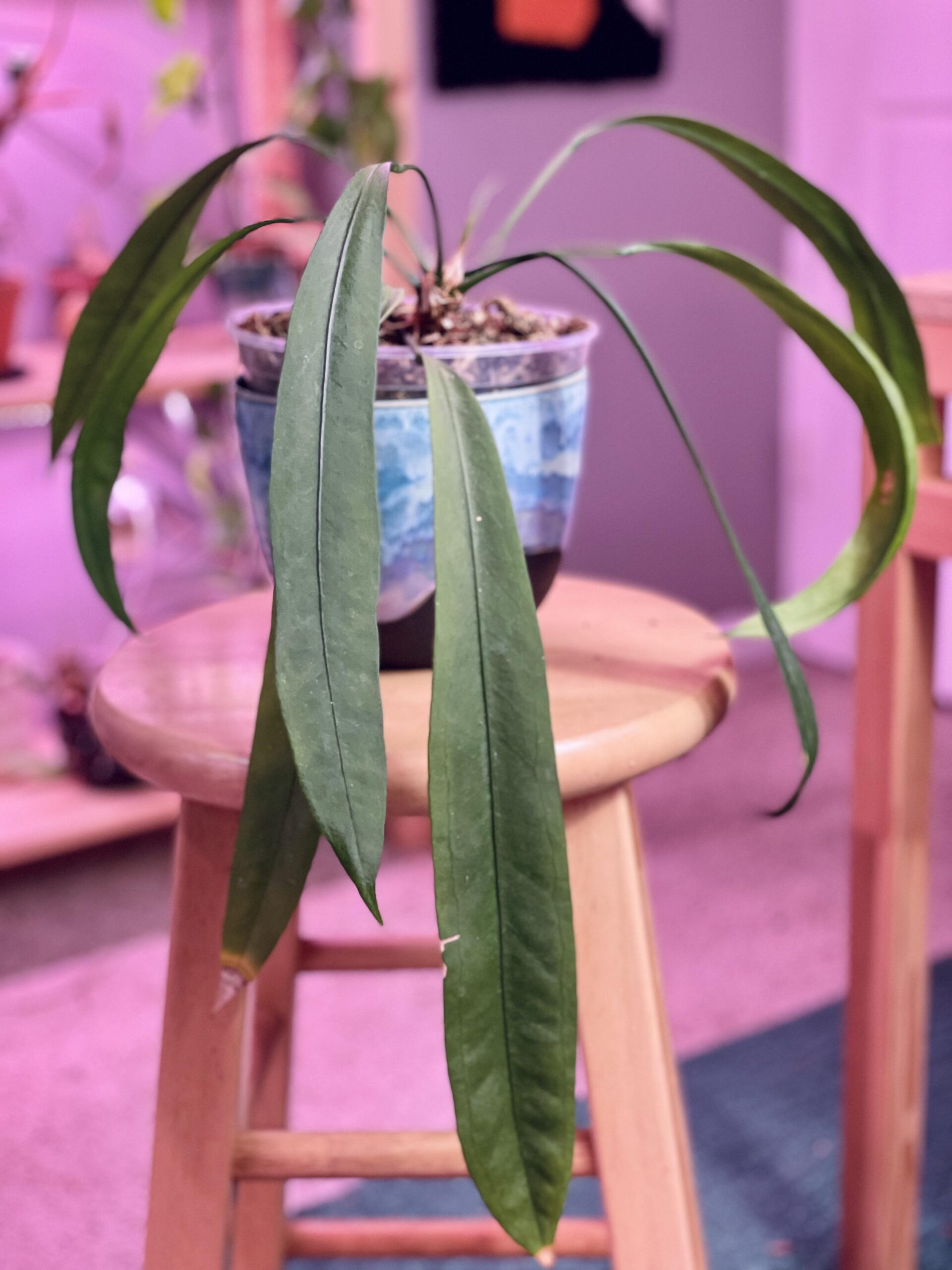 Anthurium vittarifolium – Image 3