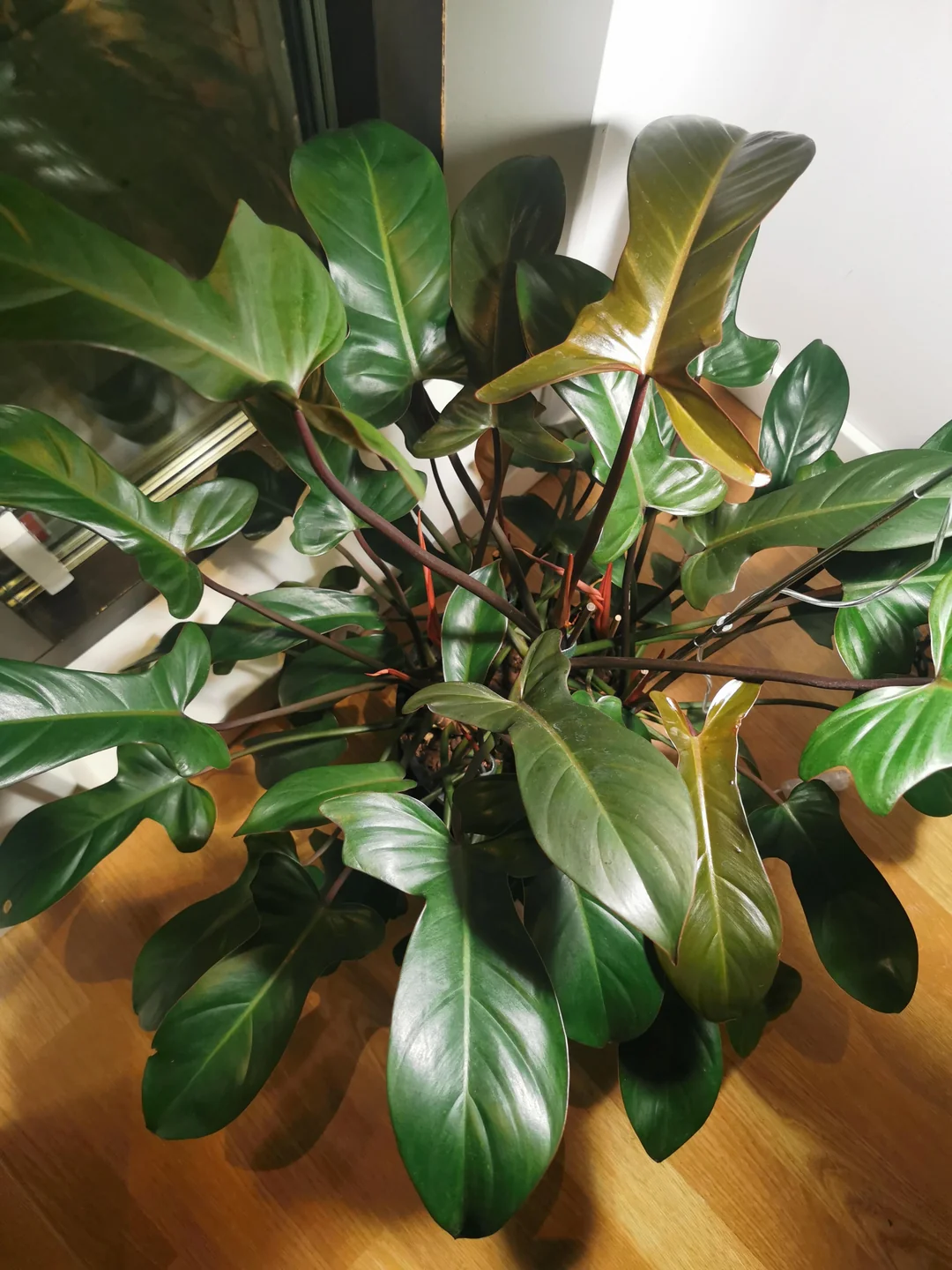 Philodendron Florida Bronze – Image 6