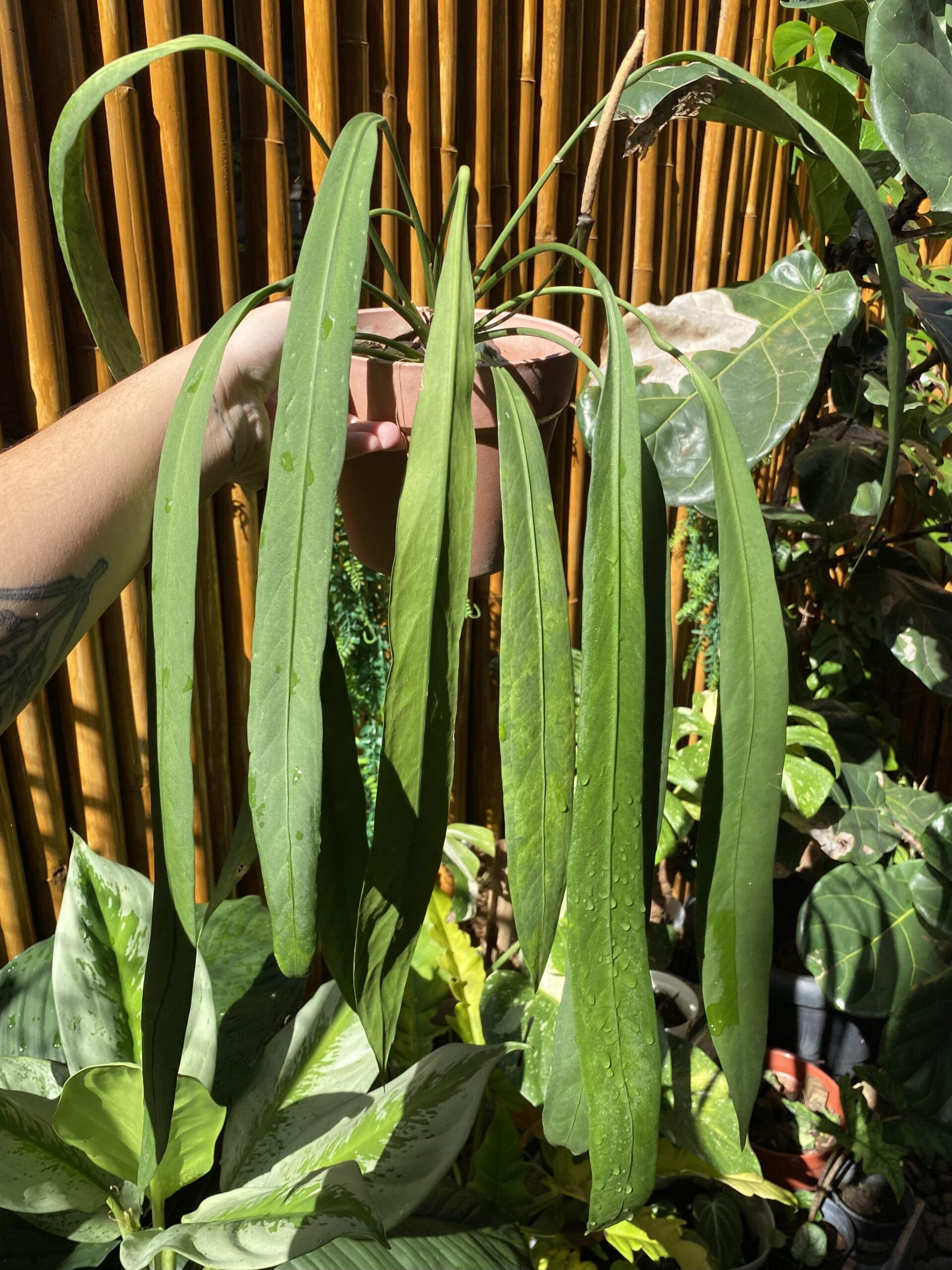 Anthurium vittarifolium – Image 4