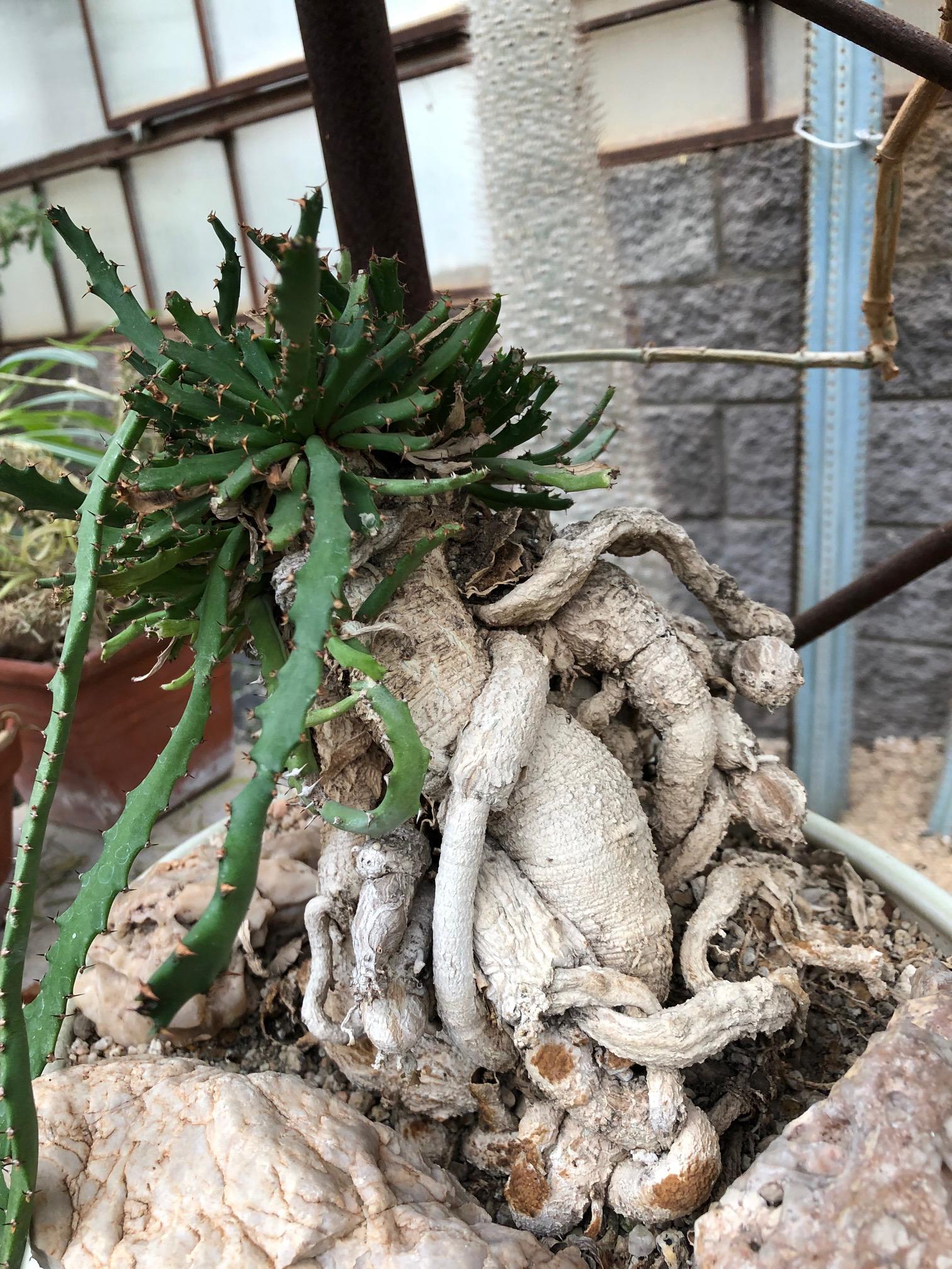 Euphorbia stellata – Image 2