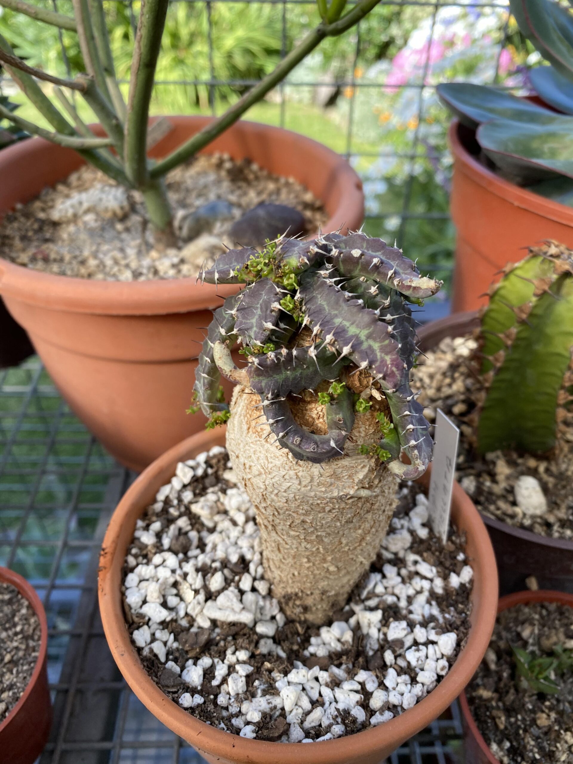 Euphorbia stellata – Image 4