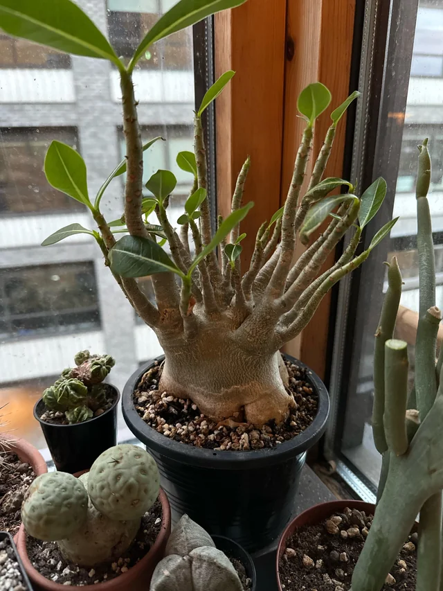 Adenium arabicum – Image 6