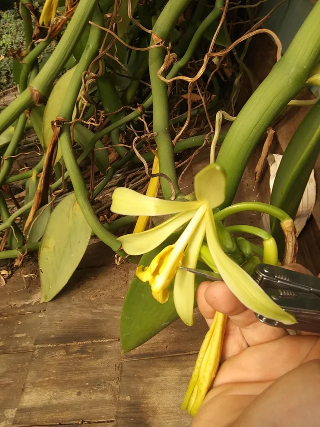 Vanille pompona (vanilla pompona) – Image 3