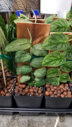 havent-seen-it-on-this-sub-so-i-wanted-to-share-this-mint-v0-u8ct07glspob1