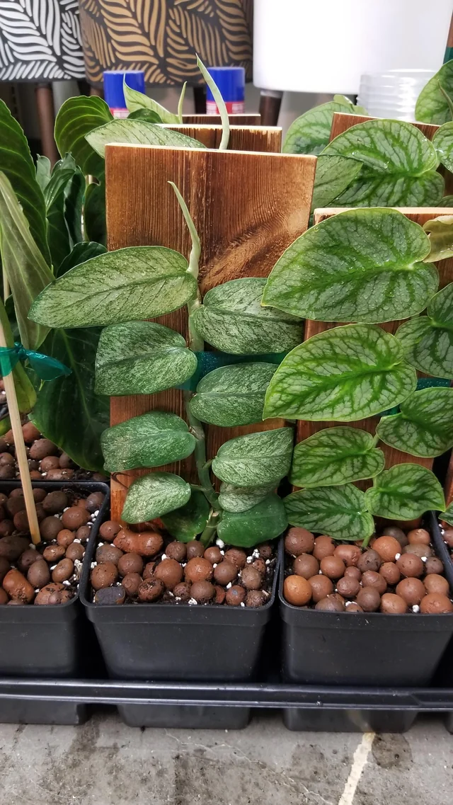 Rhaphidophora honkongensis Variegata – Image 2