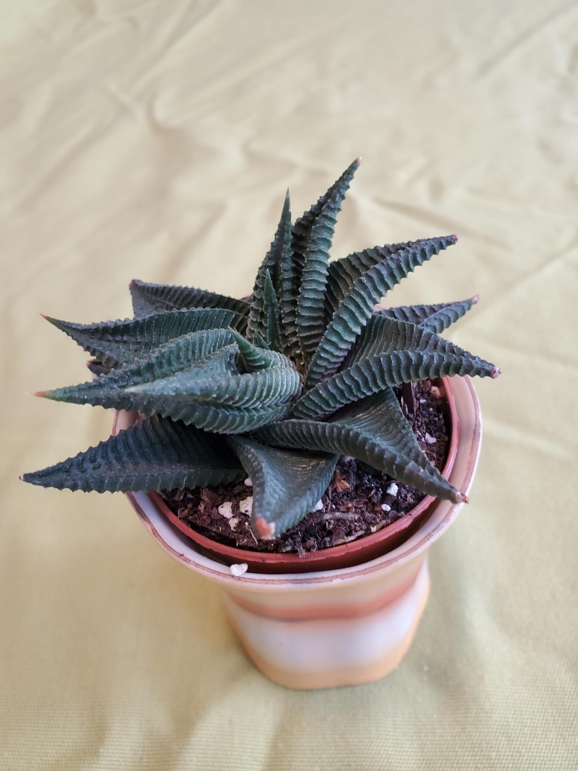 Haworthia spiralis – Image 3