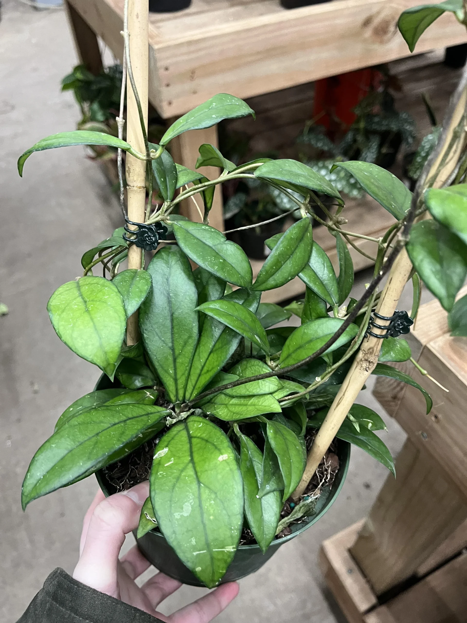 Hoya Crassipetiolata – Image 5