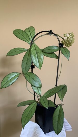 hoya-crassipetiolata-bloomed-got-this-as-a-cutting-a-couple-v0-p7e8o7ppedad1