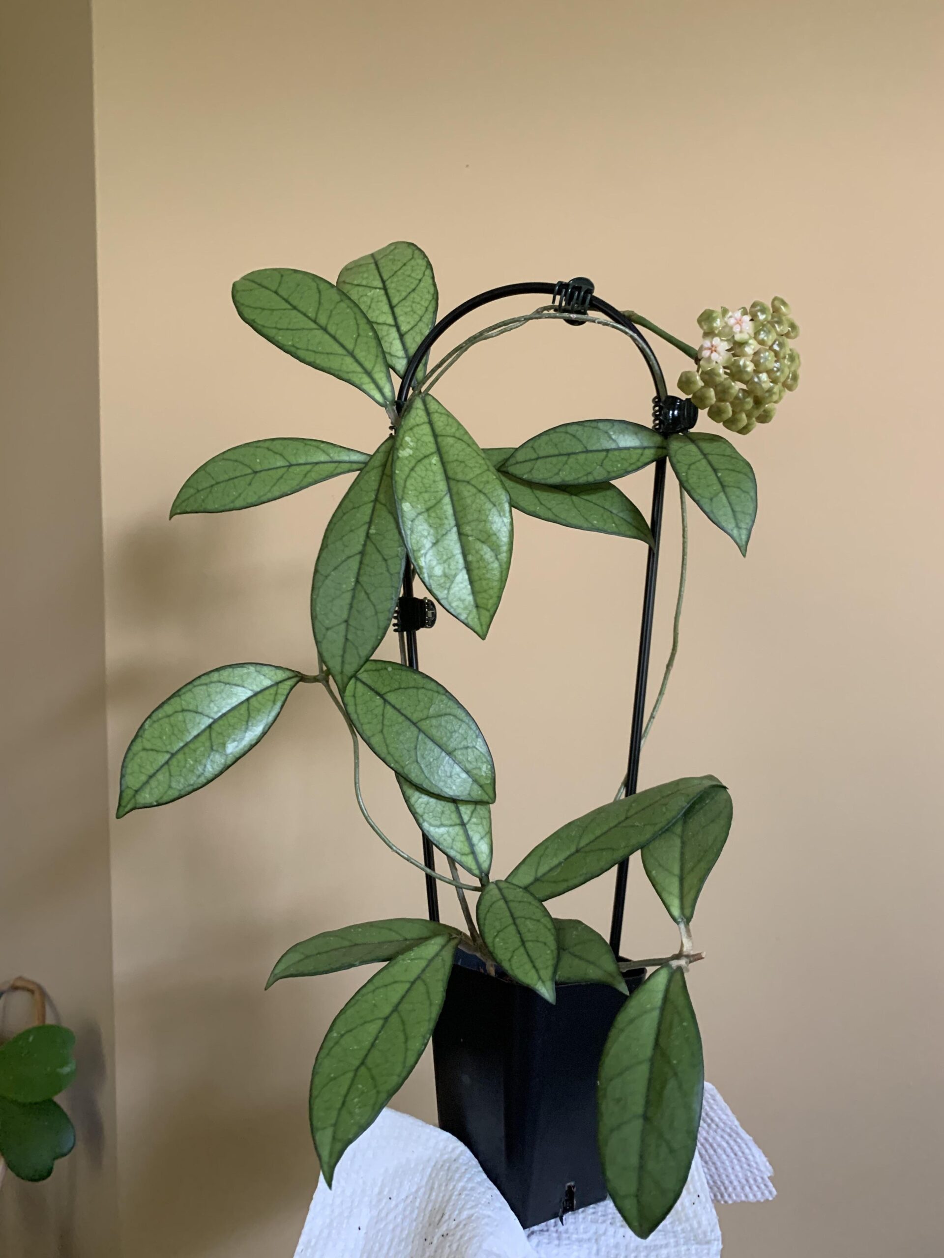 Hoya Crassipetiolata – Image 2