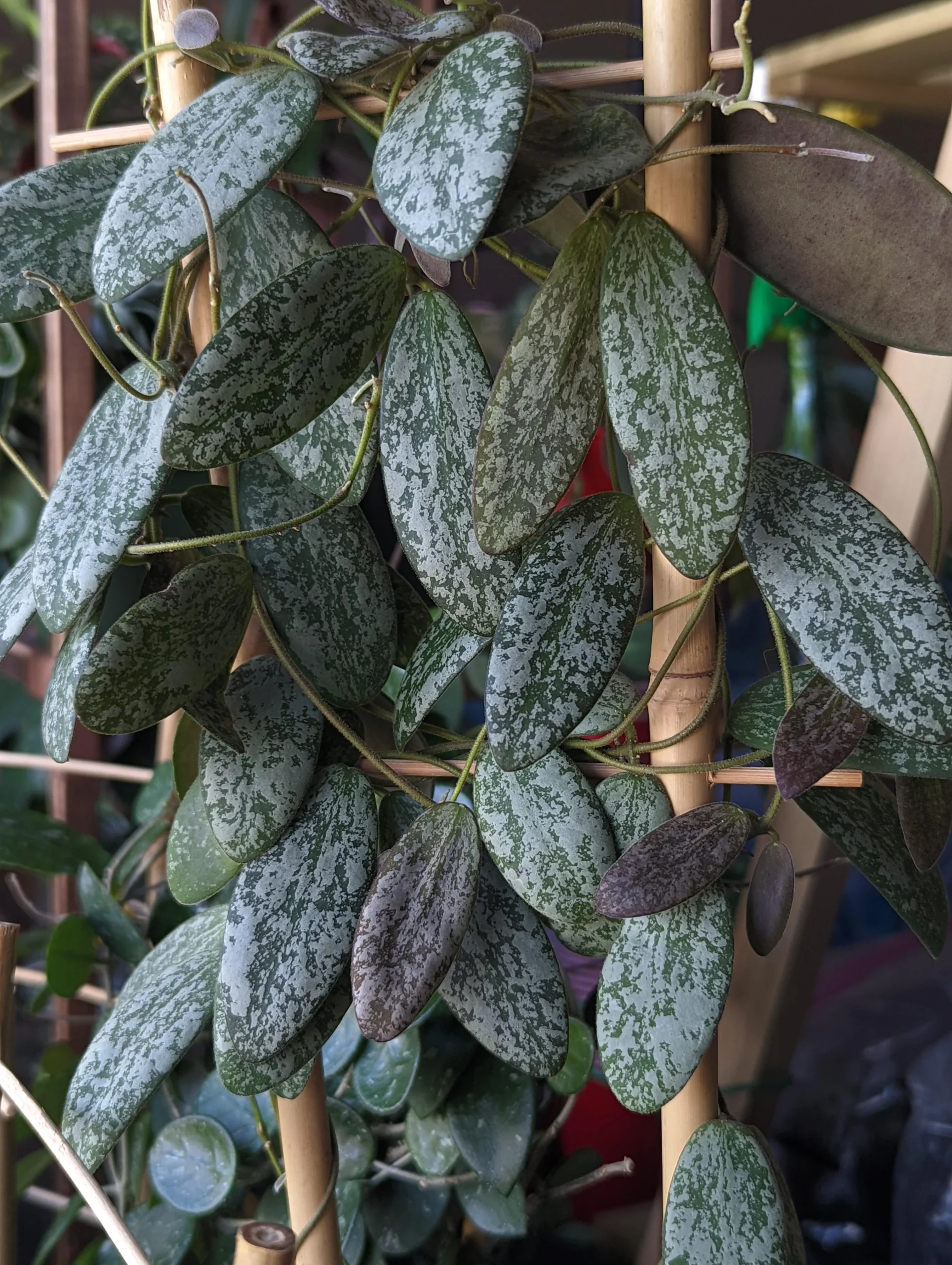 Hoya sigillatis – Image 3