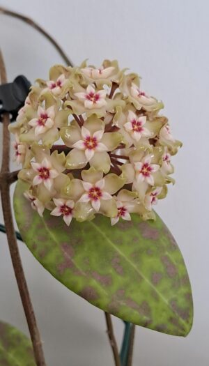 hoya-wibergiae-1st-flower-v0-8yoe02yysgef1