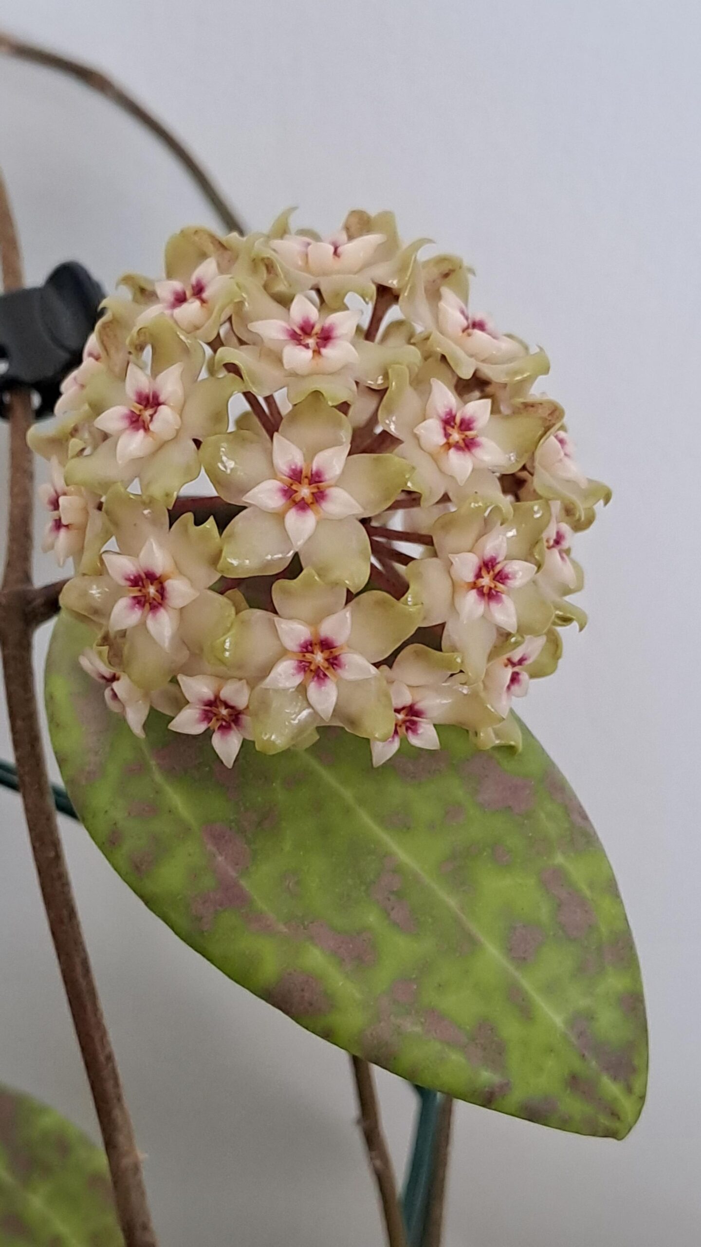 Hoya wibergiae – Image 2