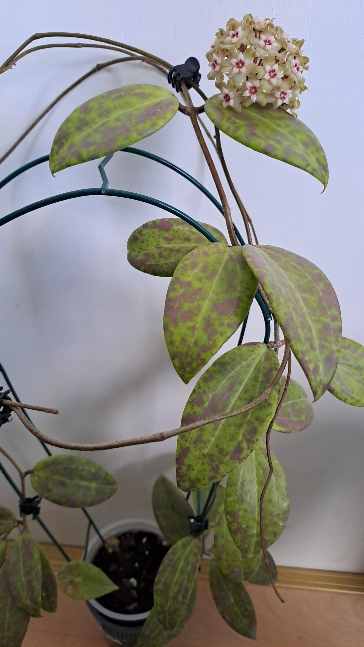 Hoya wibergiae – Image 3