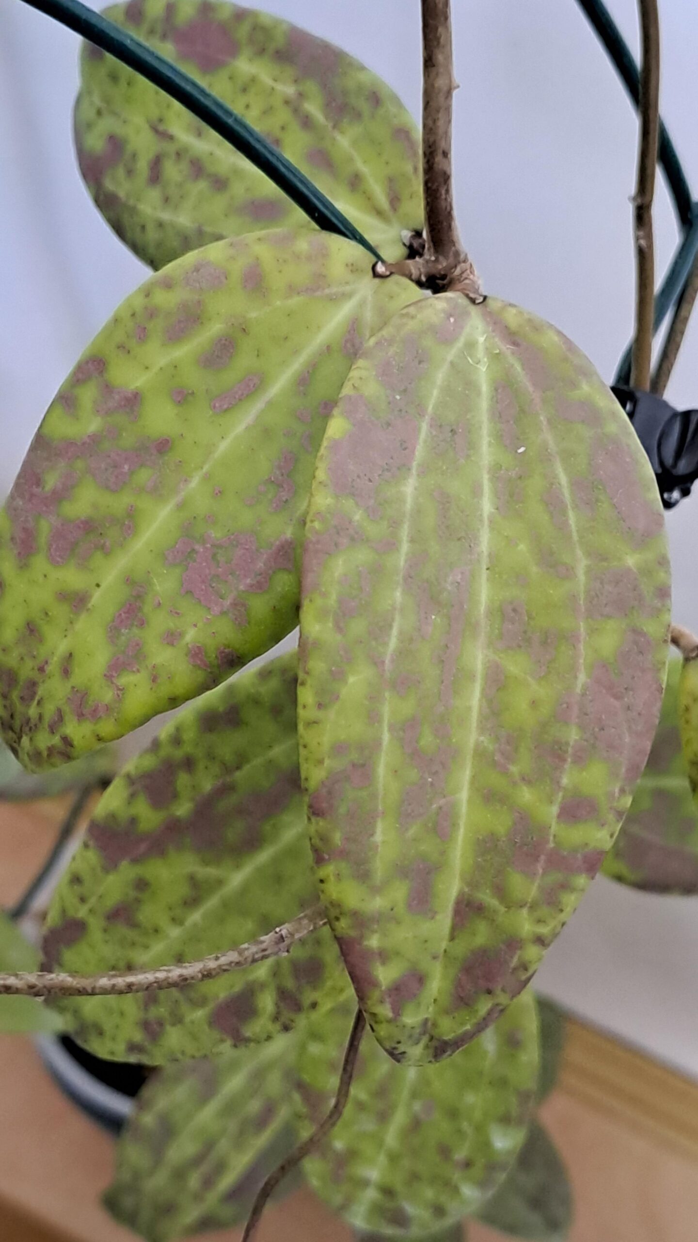 Hoya wibergiae – Image 4