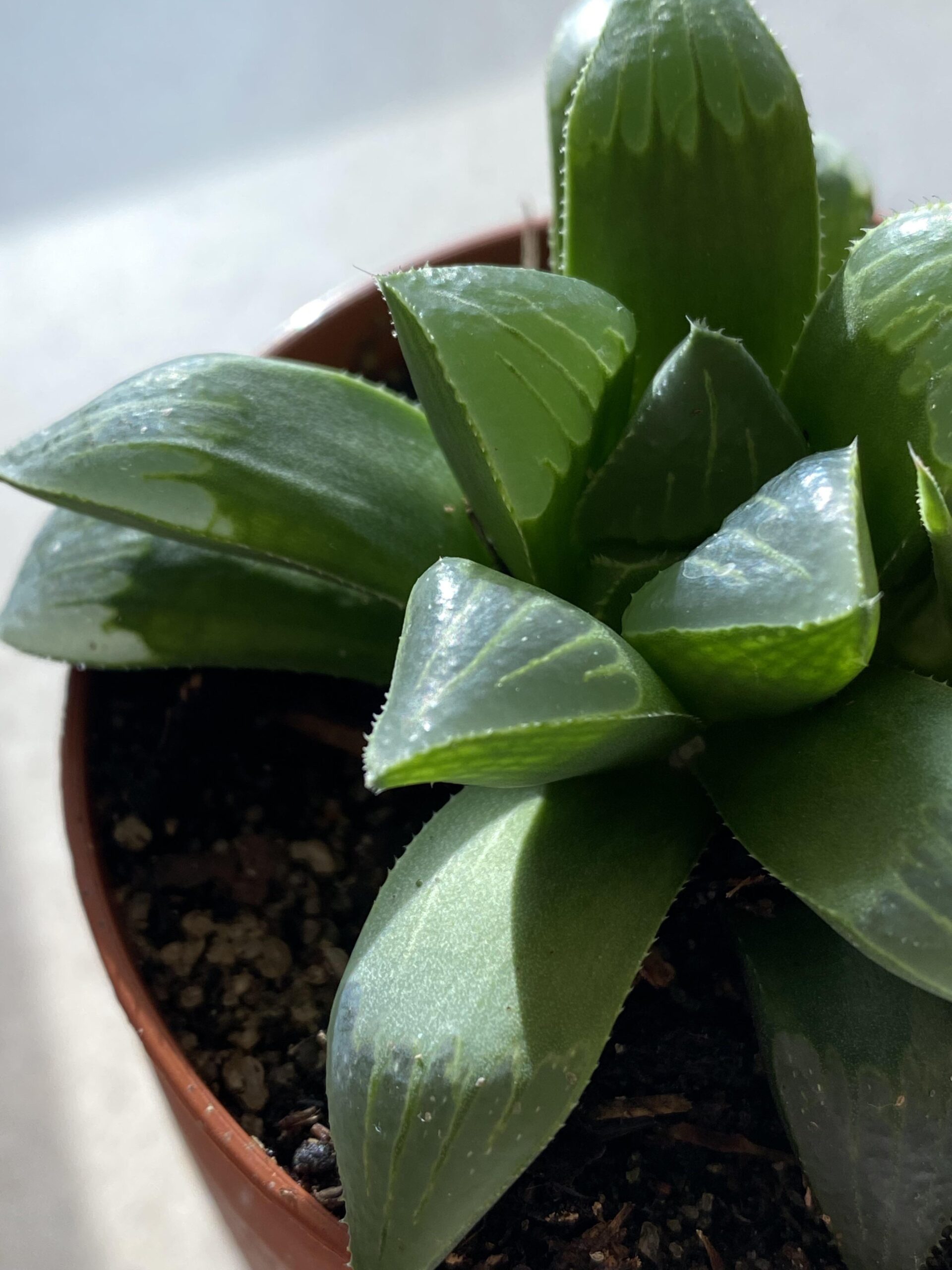 Haworthia retusa – Image 3