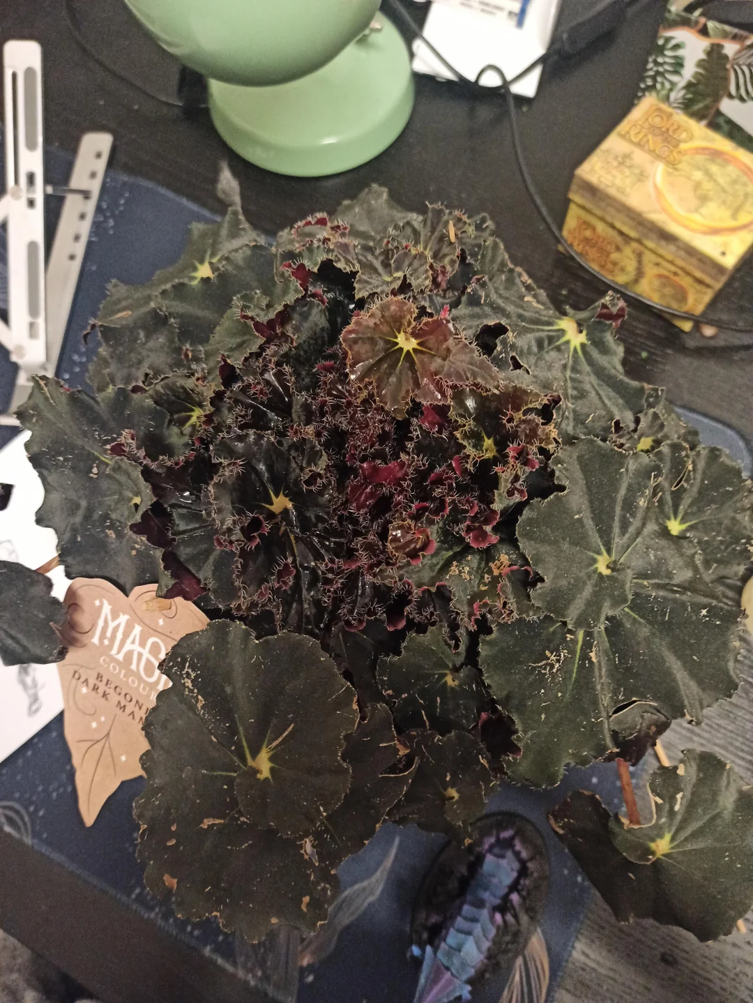 Begonia Magic colours dark mambo – Image 3