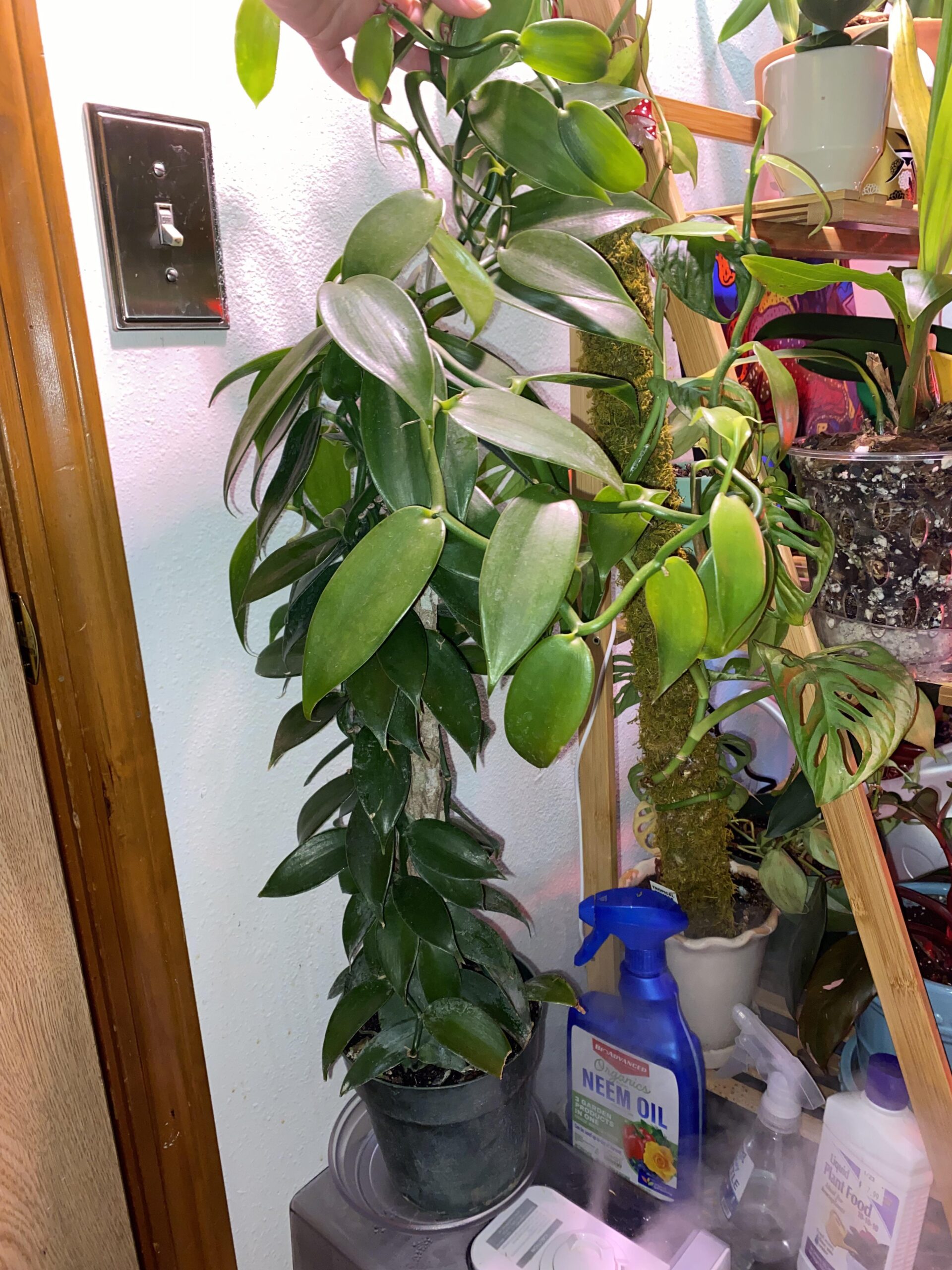 Vanille pompona (vanilla pompona) – Image 4