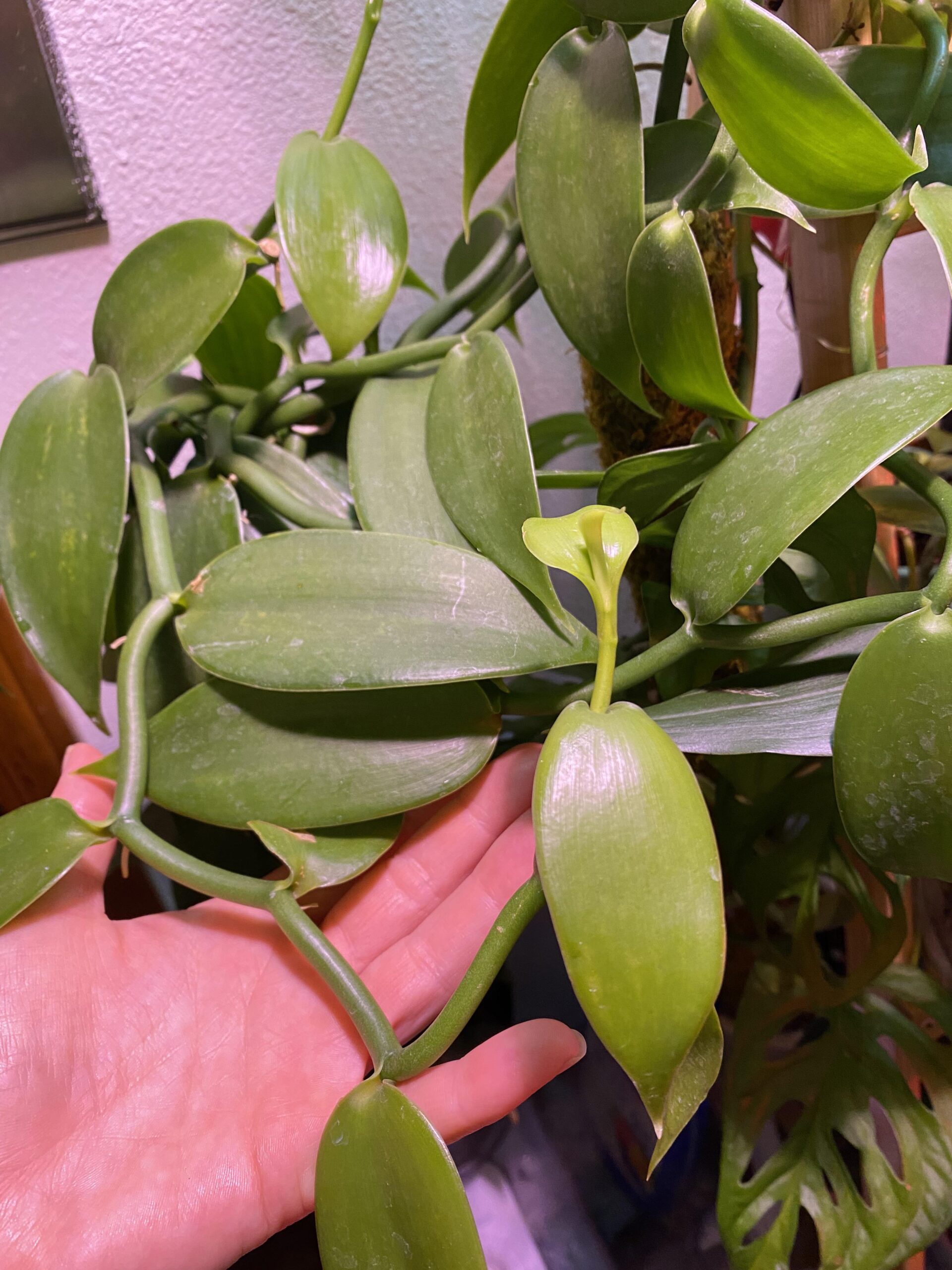 Vanille pompona (vanilla pompona) – Image 5