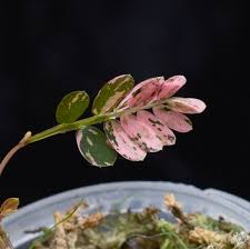 Phyllanthus urinaria Compacta Variegata – Image 5