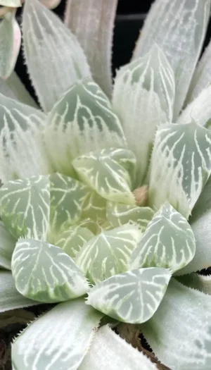 id-help-for-variegated-haworthia-v0-6sxuledmfknc1