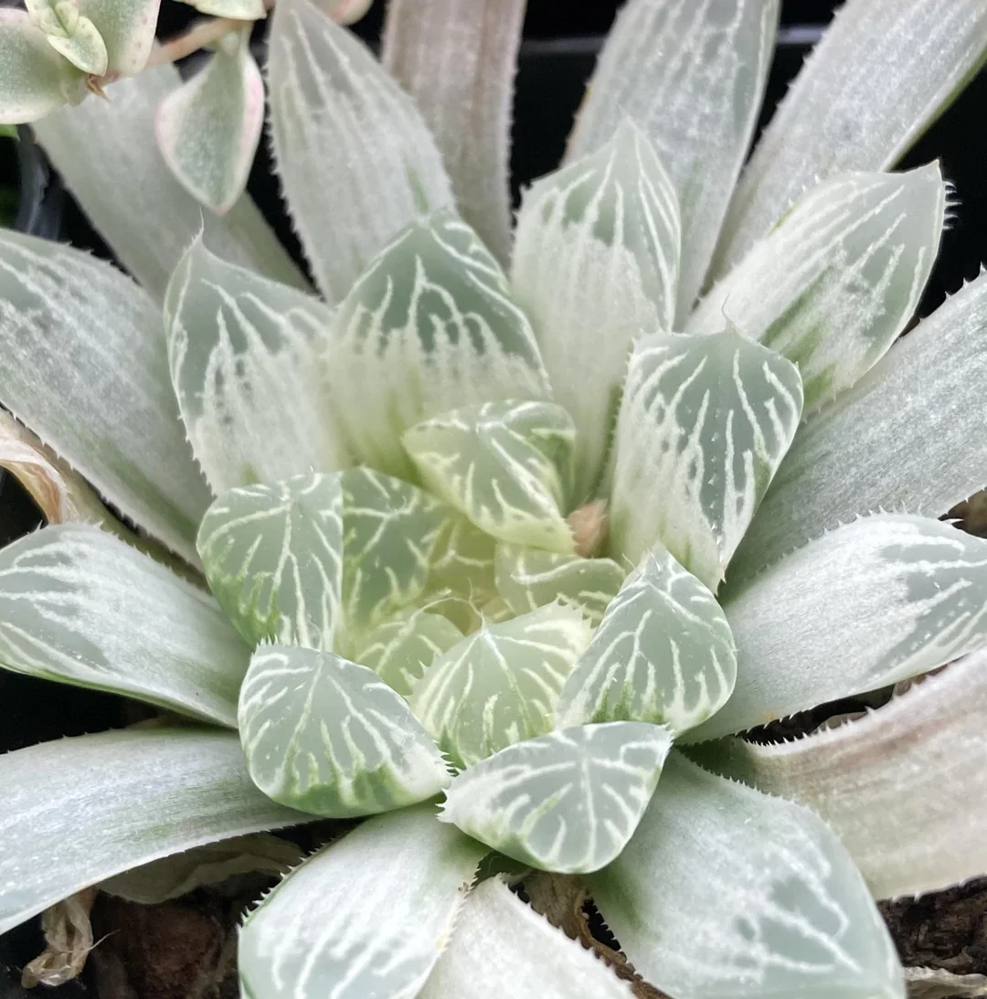 Haworthia silver variegata – Image 2
