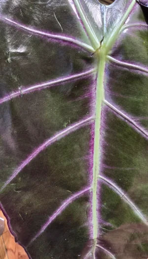 id-purple-veins-sorta-v0-jcv4icqtt2xc1