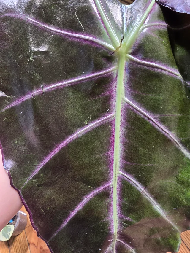 Alocasia Purple Vain – Image 2