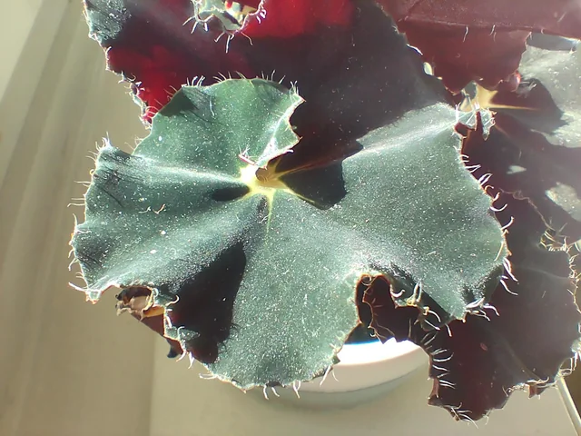 Begonia Magic colours dark mambo – Image 4