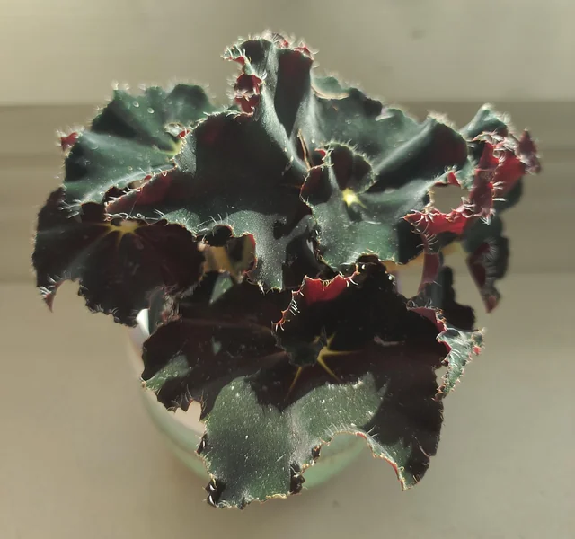 Begonia Magic colours dark mambo – Image 5